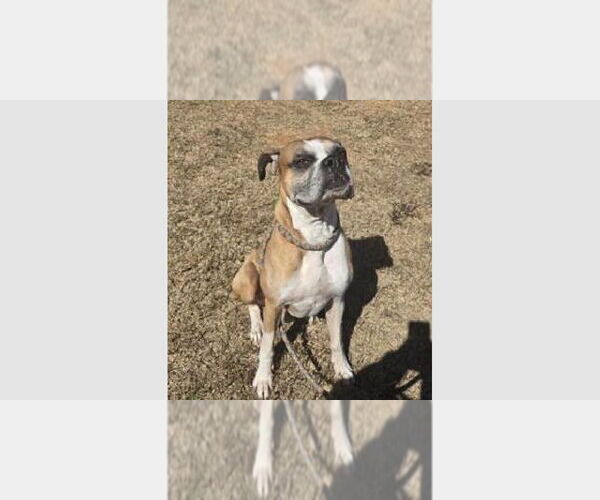 Medium Photo #4 Boxer Puppy For Sale in Austin, TX, USA