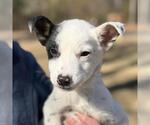 Small Jack Russell Terrier Mix