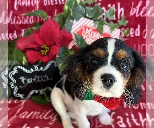 Medium Photo #7 Cavalier King Charles Spaniel Puppy For Sale in ABILENE, TX, USA