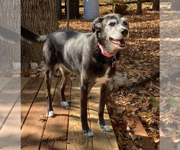 Medium Photo #3 Mutt Puppy For Sale in Cary, NC, USA