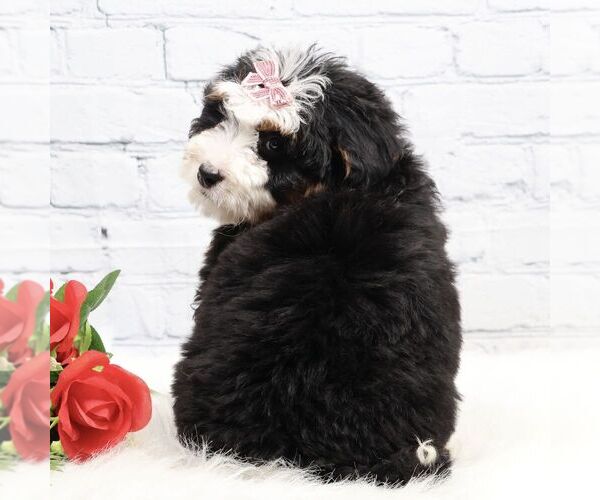 Medium Photo #3 Bernedoodle (Miniature) Puppy For Sale in LIVINGSTON, WI, USA