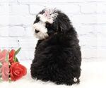 Small #2 Bernedoodle (Miniature)