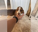 Puppy Chocolate femal Beagle