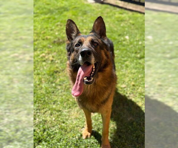Medium Photo #2 German Shepherd Dog-Unknown Mix Puppy For Sale in Riverside, CA, USA