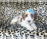 Small #5 Cavapoo