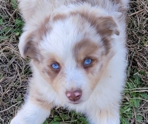 Miniature Australian Shepherd Puppy for sale in LAURINBURG, NC, USA