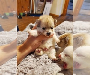 Pomeranian Puppy for sale in BRATTLEBORO, VT, USA