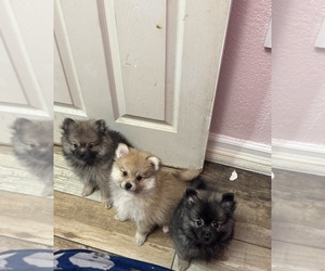 Pomeranian Litter for sale in SACRAMENTO, CA, USA