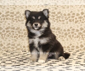 Pomsky Puppy for sale in DENVER, PA, USA