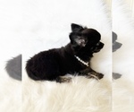 Small #4 Chihuahua