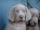 Small Weimaraner