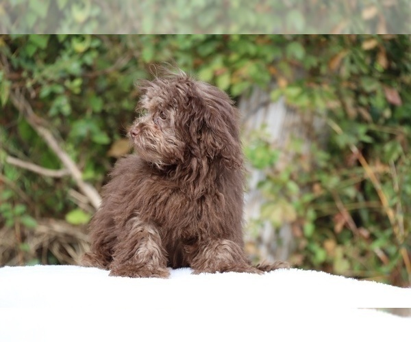 Medium Photo #4 ShihPoo Puppy For Sale in DYERSBURG, TN, USA