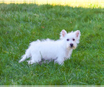 Small #2 West Highland White Terrier