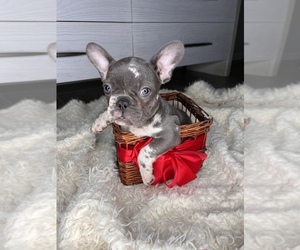 French Bulldog Puppy for sale in SAINT AUGUSTINE, FL, USA