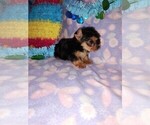 Small Photo #4 Yorkshire Terrier Puppy For Sale in LAPEER, MI, USA