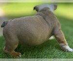 Small Photo #15 Bulldog Puppy For Sale in STOCKBRIDGE, GA, USA