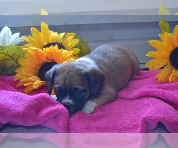 Medium Photo #25 Jug Puppy For Sale in GREENWOOD, WI, USA