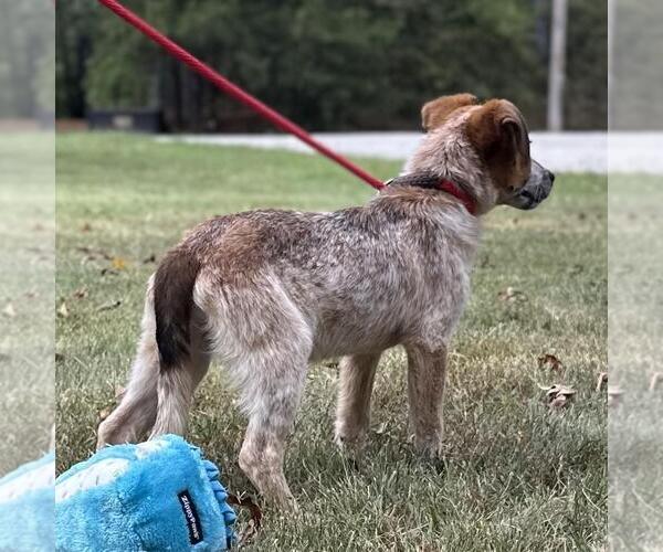 Medium Photo #4 Mutt Puppy For Sale in Yardley, PA, USA