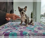 Small Photo #2 French Bulldog Puppy For Sale in Kaposvar, Somogy, Hungary
