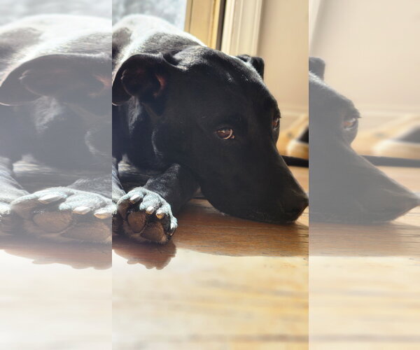 Medium Photo #15 American Pit Bull Terrier-Labrador Retriever Mix Puppy For Sale in Holly Springs, NC, USA