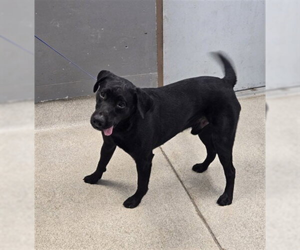 Medium Photo #1 Labrador Retriever Puppy For Sale in Tallahassee, FL, USA