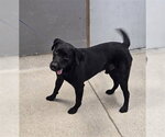 Small Labrador Retriever