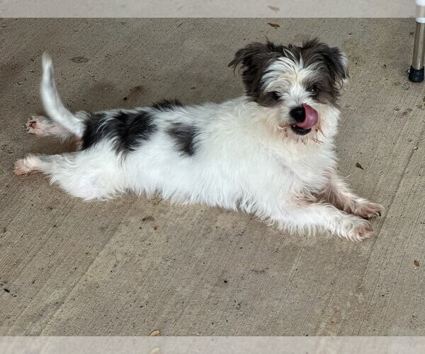 Medium Photo #3 Shih Tzu Puppy For Sale in Oak Bluffs, MA, USA