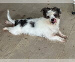 Small #2 Shih Tzu