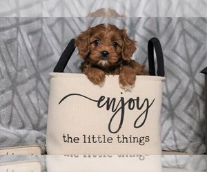 Cavapoo Puppy for sale in FREDERICKSBG, OH, USA