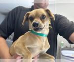 Small Chihuahua Mix