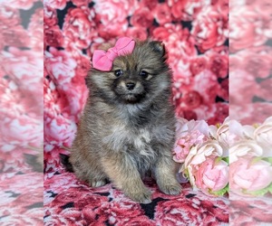 Pomeranian Puppy for sale in LINCOLN UNIV, PA, USA