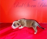 Small #2 American Bully
