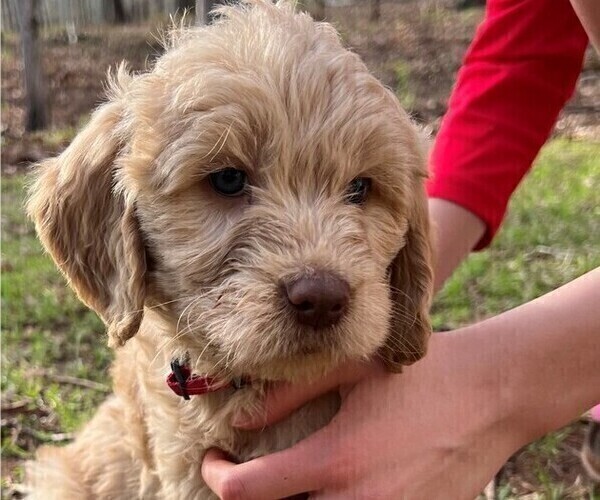 Medium Photo #3 Goldendoodle Puppy For Sale in MORELAND, GA, USA