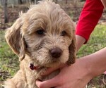 Small Photo #20 Goldendoodle Puppy For Sale in MORELAND, GA, USA
