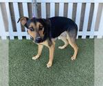 Small German Shepherd Dog Mix