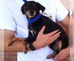 Small Photo #3 Chipin Puppy For Sale in Carrollton, TX, USA