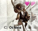 Small #2 Staffordshire Bull Terrier Mix