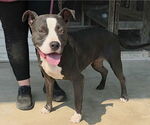 Small #1 American Pit Bull Terrier Mix