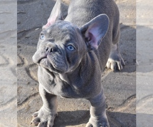 French Bulldog Puppy for sale in Pilis, Pest, Hungary