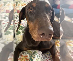 Doberman Pinscher Dogs for adoption in Minneaoplis, MN, USA