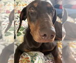 Small Doberman Pinscher
