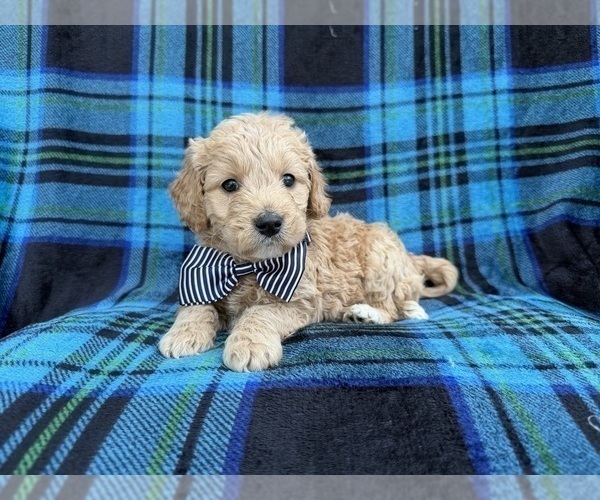 Medium Photo #4 Goldendoodle Puppy For Sale in LAKELAND, FL, USA