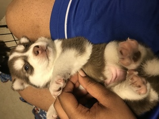 Siberian Husky Puppy for sale in WEST CHESTER, OH, USA