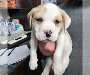 Mutt Dogs for adoption in Fargo, ND, USA