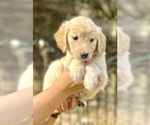Small Photo #2 Golden Retriever Puppy For Sale in ROUND ROCK, TX, USA