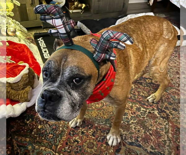 Medium Photo #3 Boxer Puppy For Sale in Austin, TX, USA