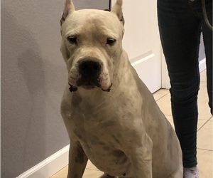 Father of the Dogo Argentino puppies born on 09/28/2019