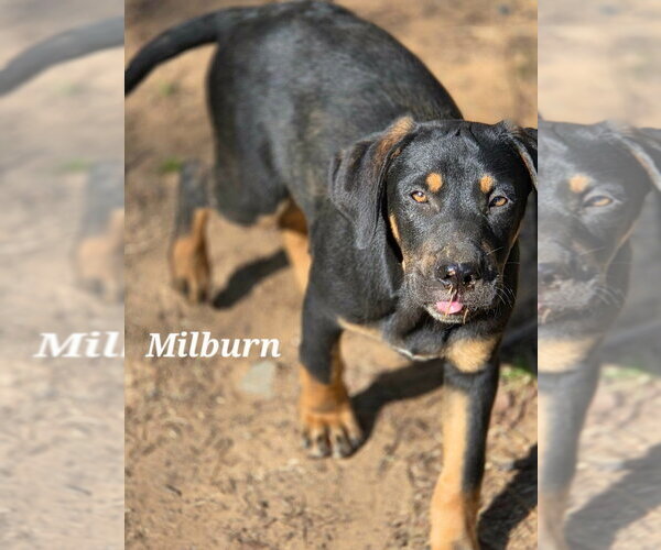 Medium Photo #2 Coonhound-Unknown Mix Puppy For Sale in Canton, CT, USA