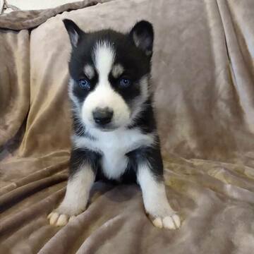 Medium Photo #1 Siberian Husky Puppy For Sale in CRAIGSVILLE, PA, USA