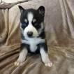 Small Photo #1 Siberian Husky Puppy For Sale in CRAIGSVILLE, PA, USA